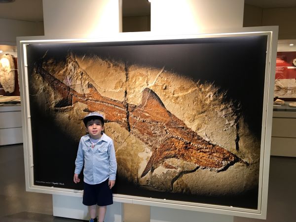 bambino al museo dei fossili